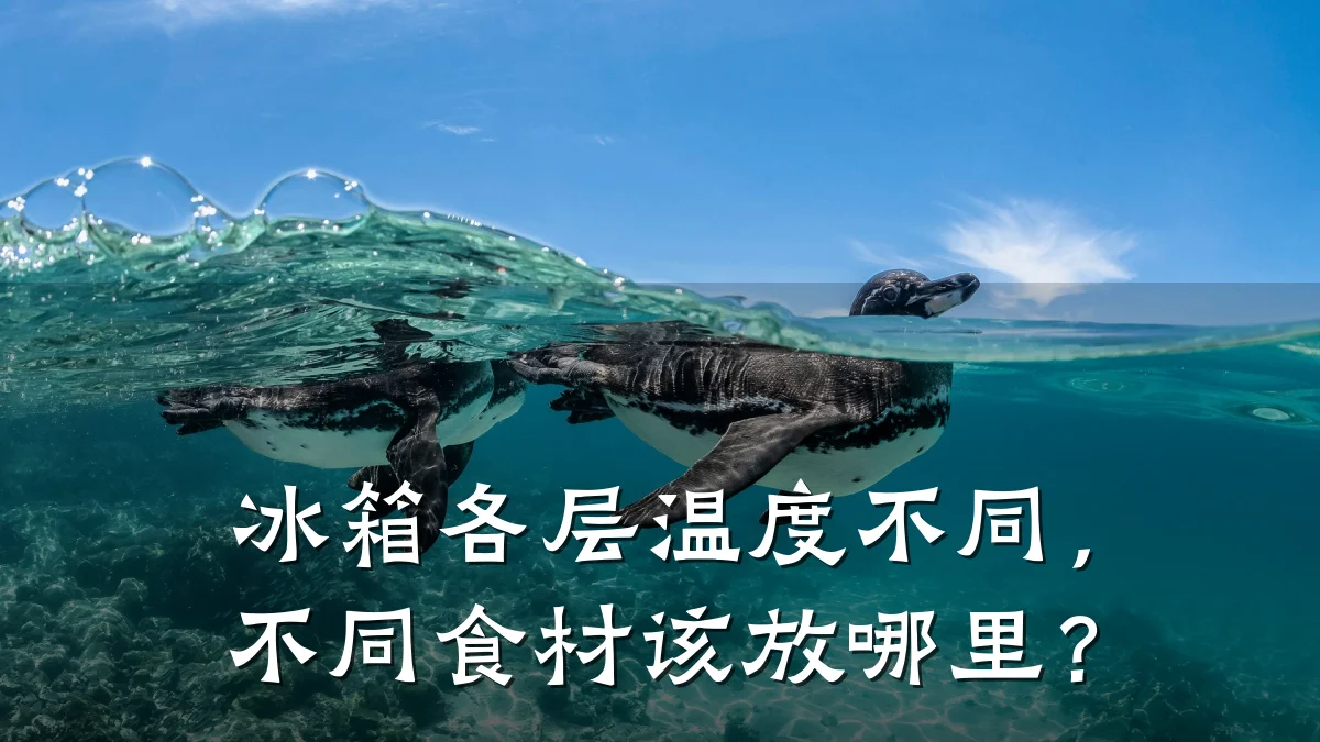 冰箱各层温度不同，不同食材该放哪里？