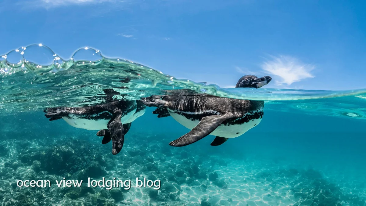 ocean view lodging blog