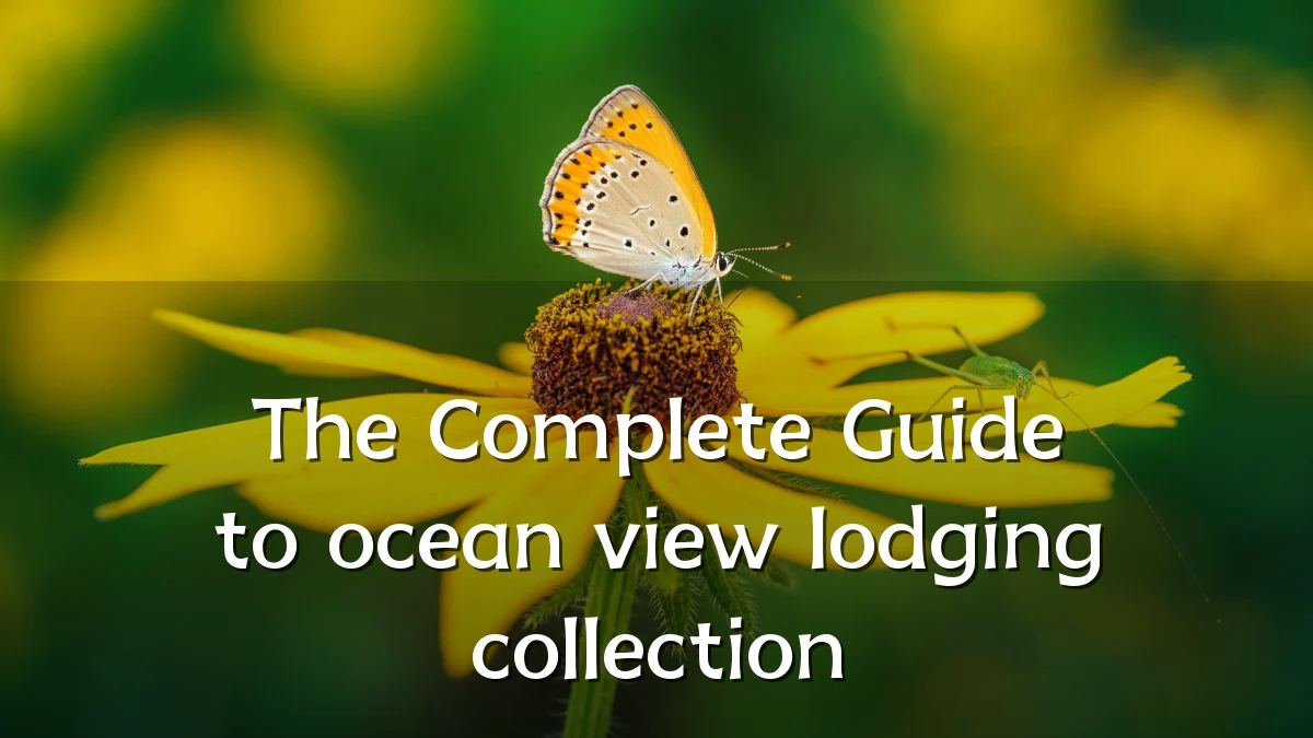 The Complete Guide to ocean view lodging collection