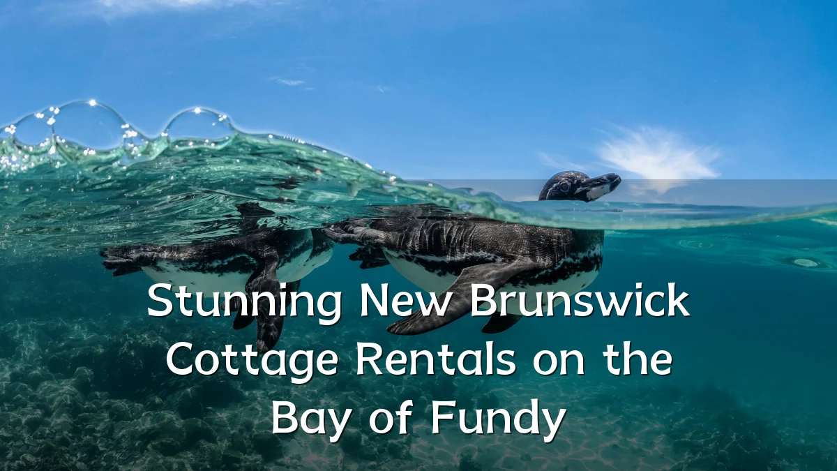 Stunning New Brunswick Cottage Rentals on the Bay of Fundy