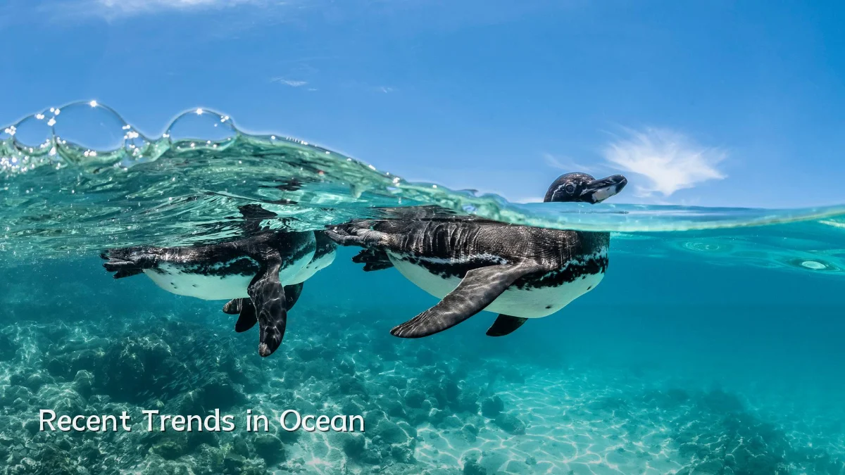 Recent Trends in Ocean